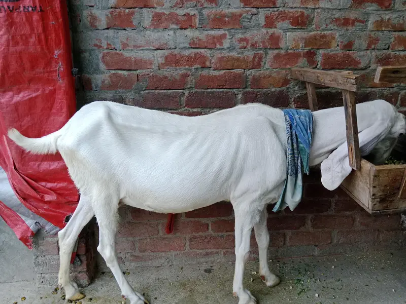 puer rajapuri bakri with bakri 6 month ki bachi 2no active hn — photo 2