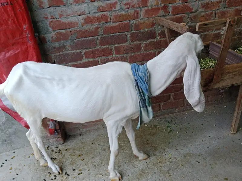 puer rajapuri bakri with bakri 6 month ki bachi 2no active hn — photo 3