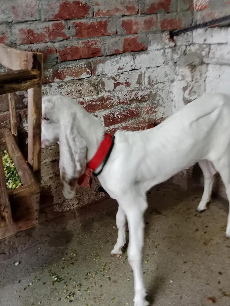puer rajapuri bakri with bakri 6 month ki bachi 2no active hn — photo 4
