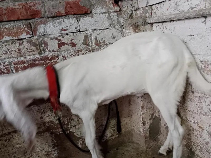 puer rajapuri bakri with bakri 6 month ki bachi 2no active hn — photo 5