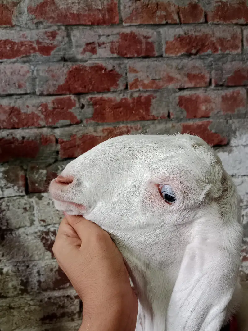 puer rajapuri bakri with bakri 6 month ki bachi 2no active hn — photo 6