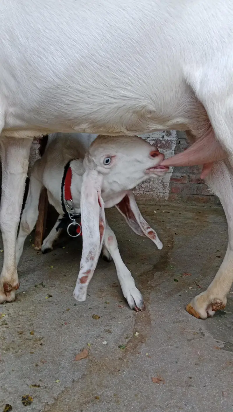 puer rajapuri bakri with bakri 6 month ki bachi 2no active hn — photo 7