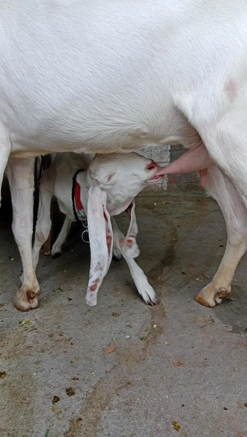 puer rajapuri bakri with bakri 6 month ki bachi 2no active hn — photo 8