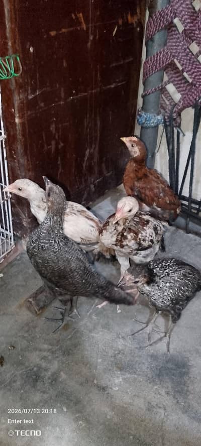 chicks