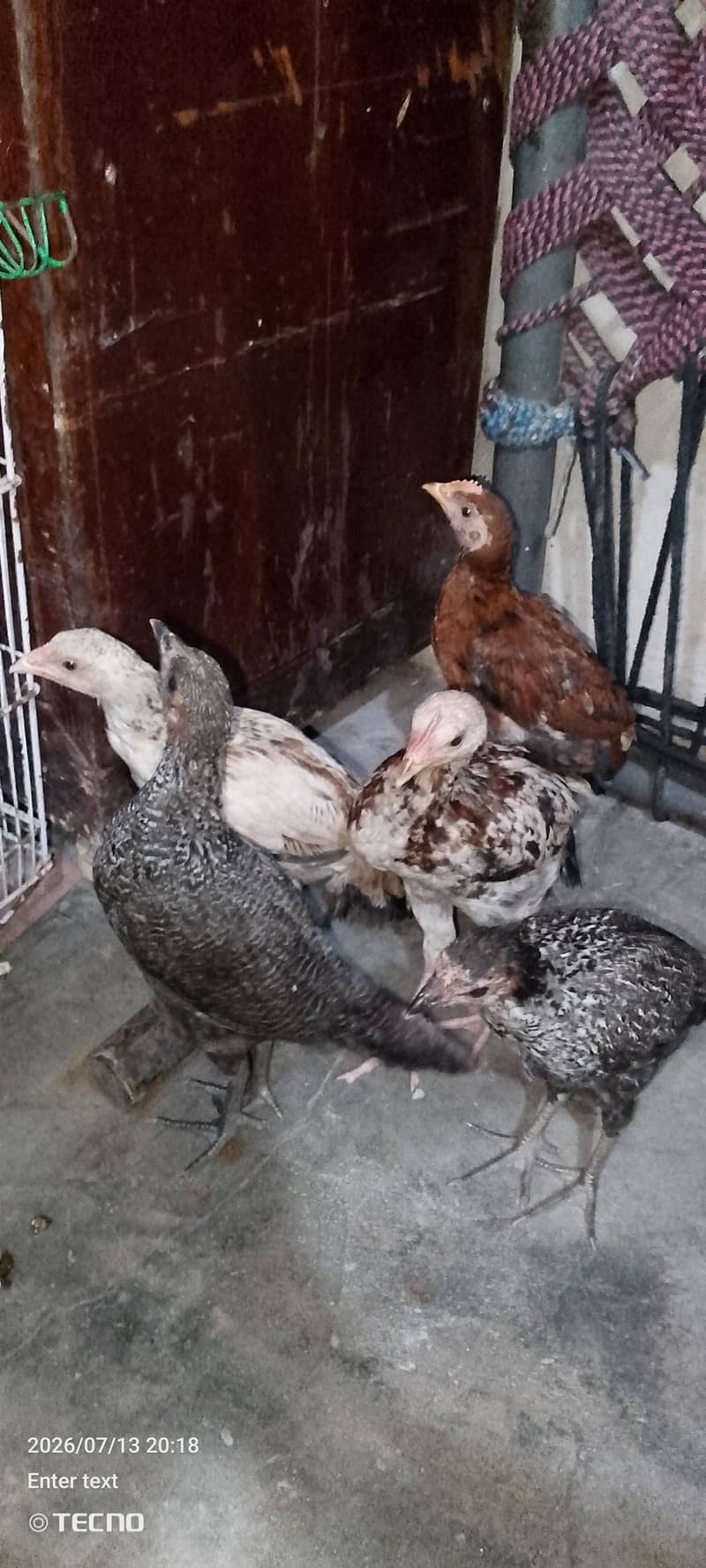 chicks 0