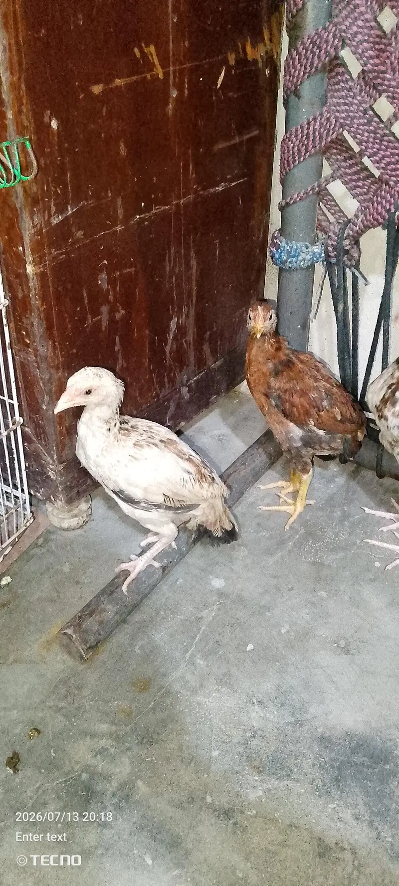 chicks — photo 2