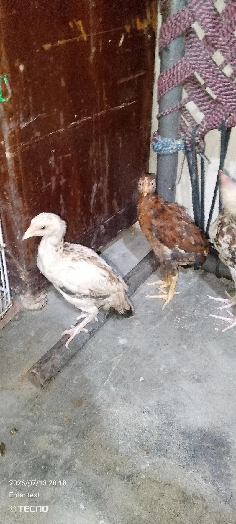 chicks — photo 3