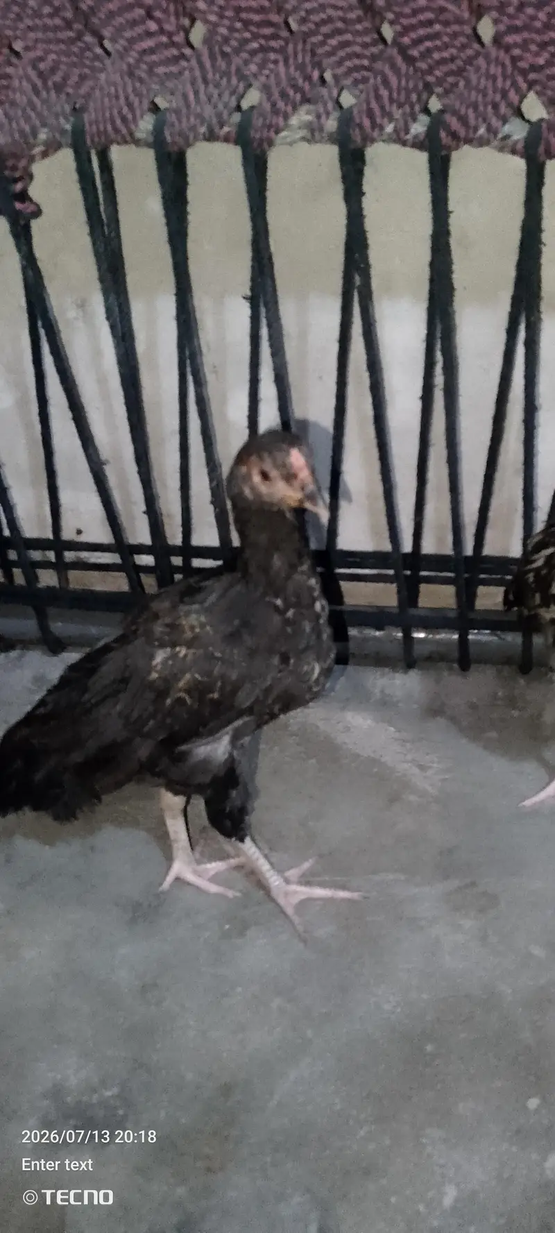 chicks — photo 4