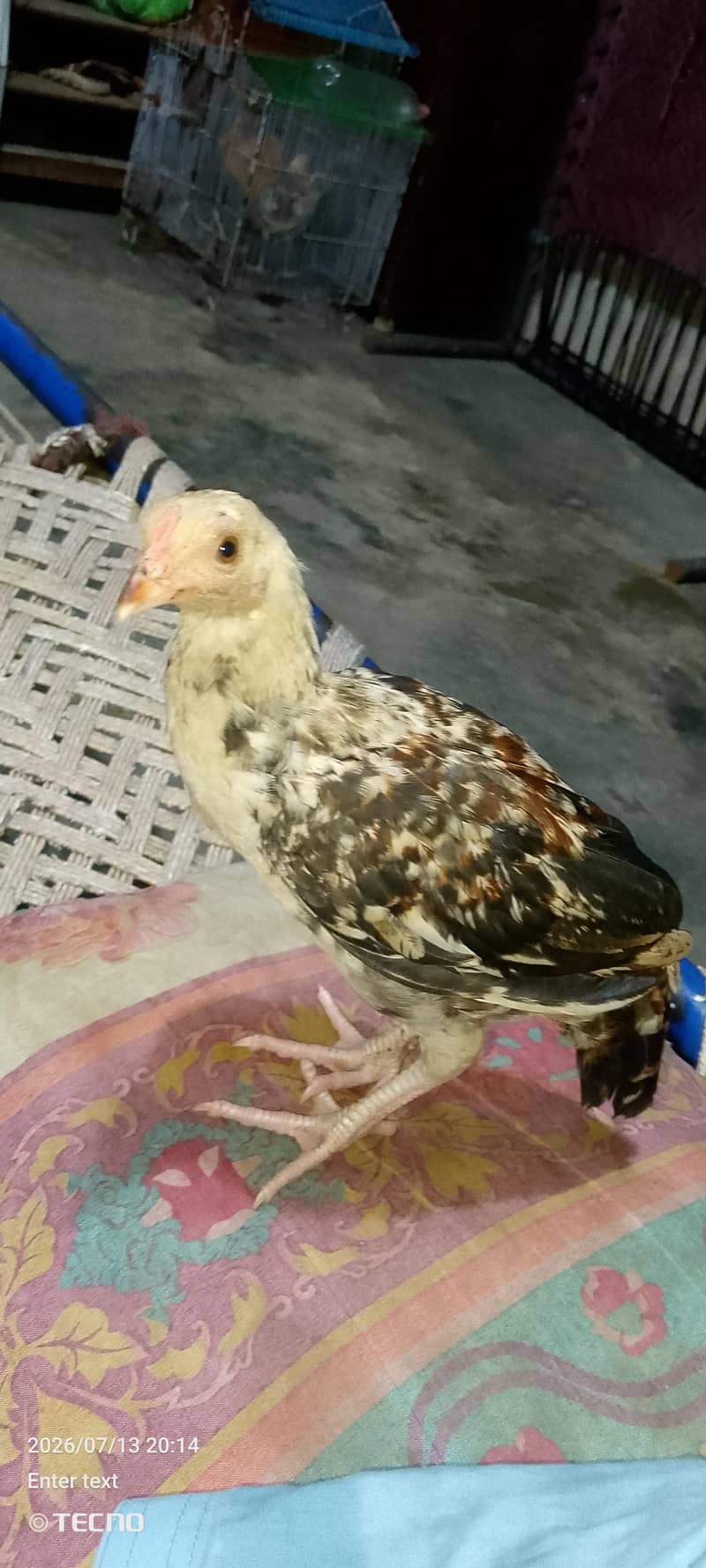 chicks 4