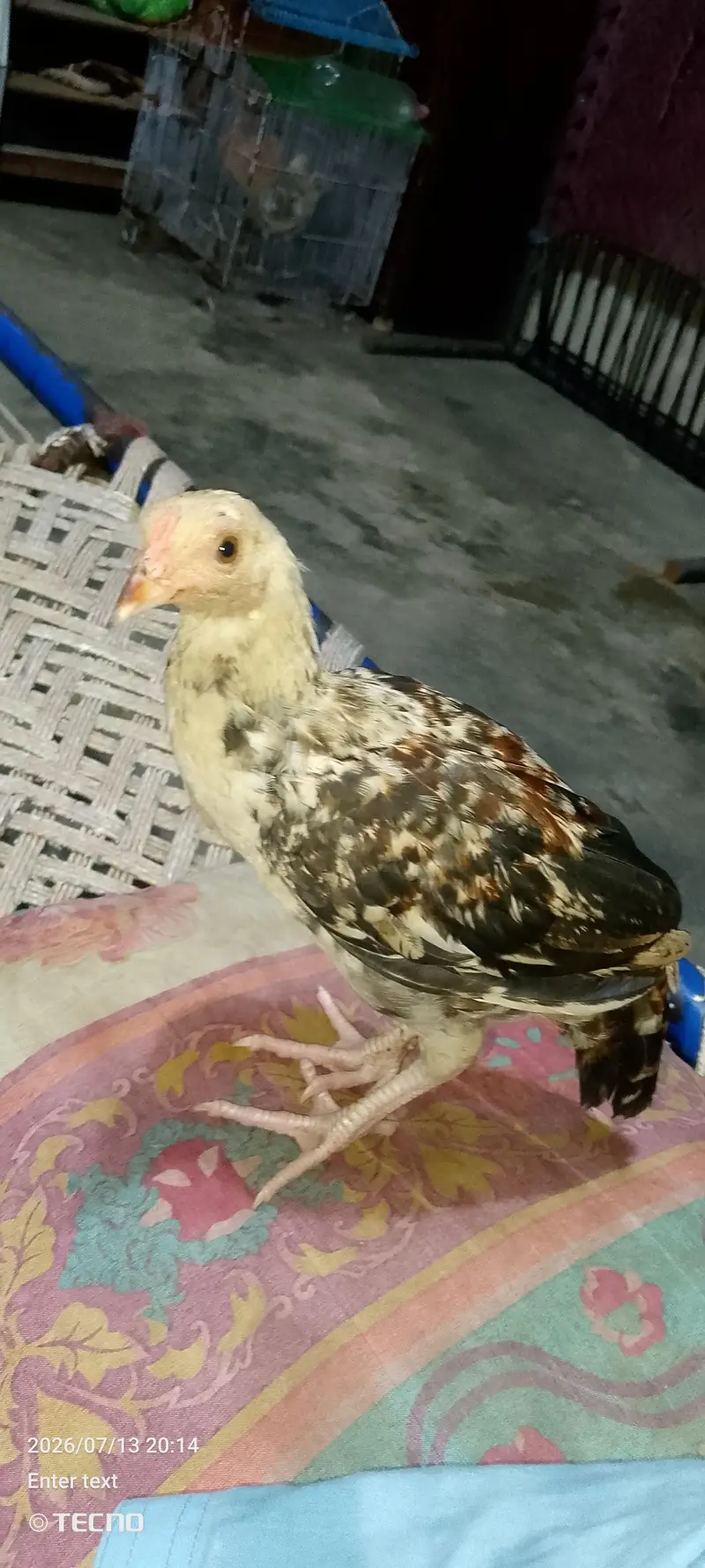 chicks — photo 5