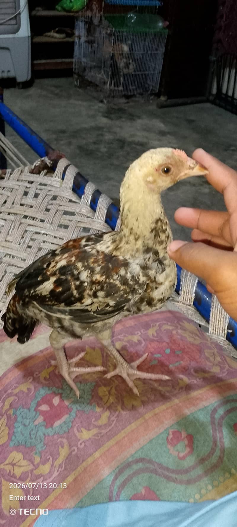 chicks 5