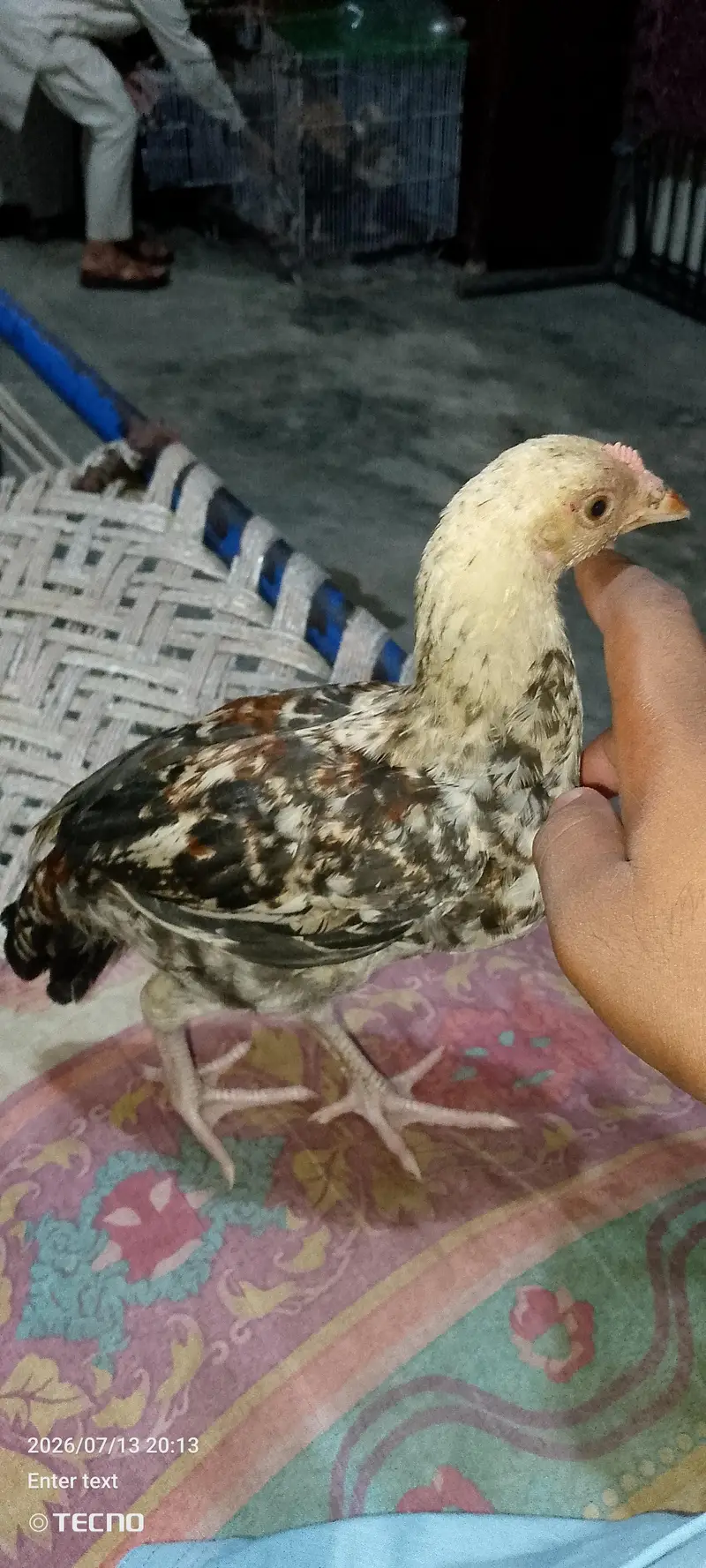 chicks — photo 7