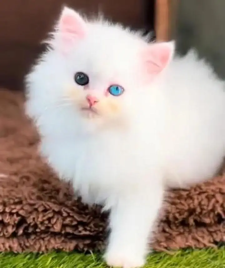 (Persian female kitten) (for sale all) (Pakistan delivery available) — photo 3