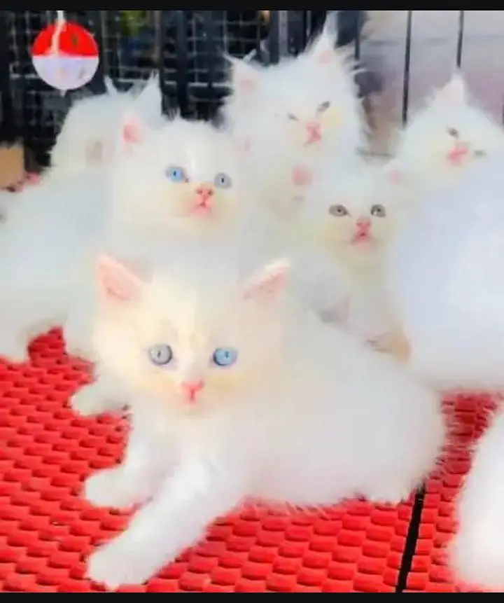 (Persian female kitten) (for sale all) (Pakistan delivery available) — photo 4