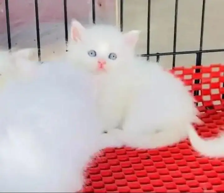 (Persian female kitten) (for sale all) (Pakistan delivery available) — photo 5