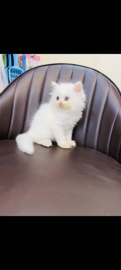 persian cat for sale MywatsapppNumber 0309-37-13-771