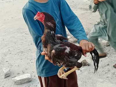 ASEEL MUGRA MURGI FOR SALE
