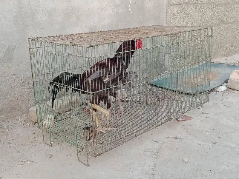 ASEEL MUGRA MURGI FOR SALE — photo 3