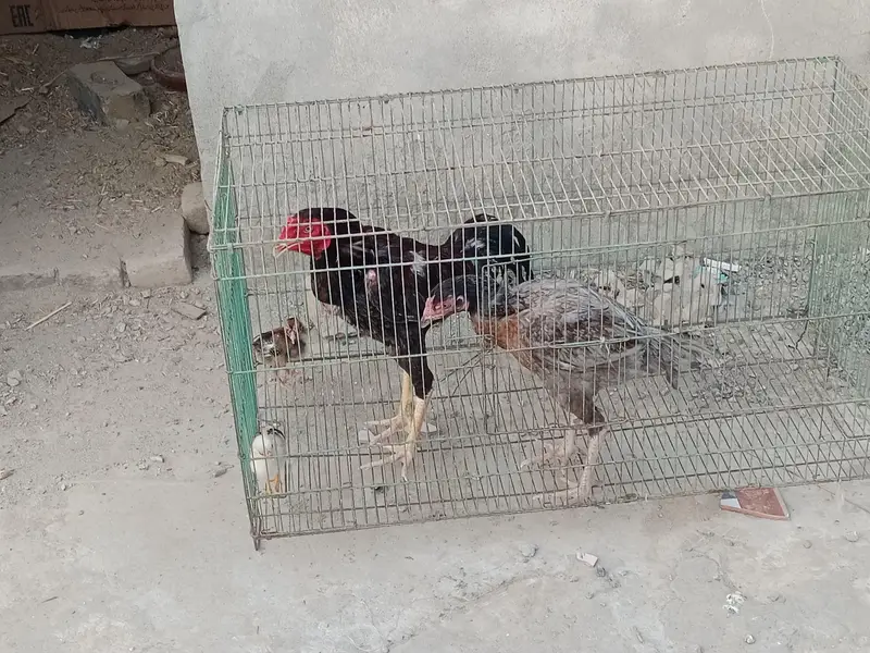 ASEEL MUGRA MURGI FOR SALE — photo 4