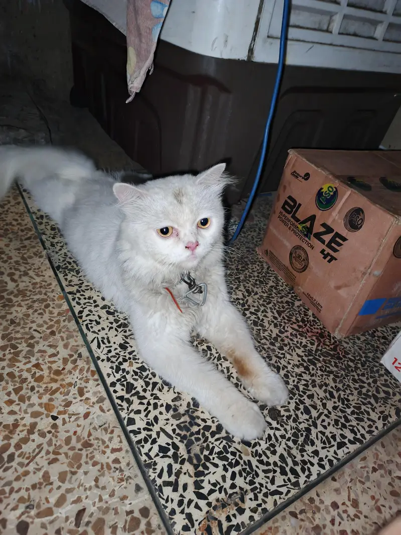 PERSIAN CAT 6 MONTH AGE THAILAND IMPORT FRIENDLY AND MANNERS FULL CAT — photo 2