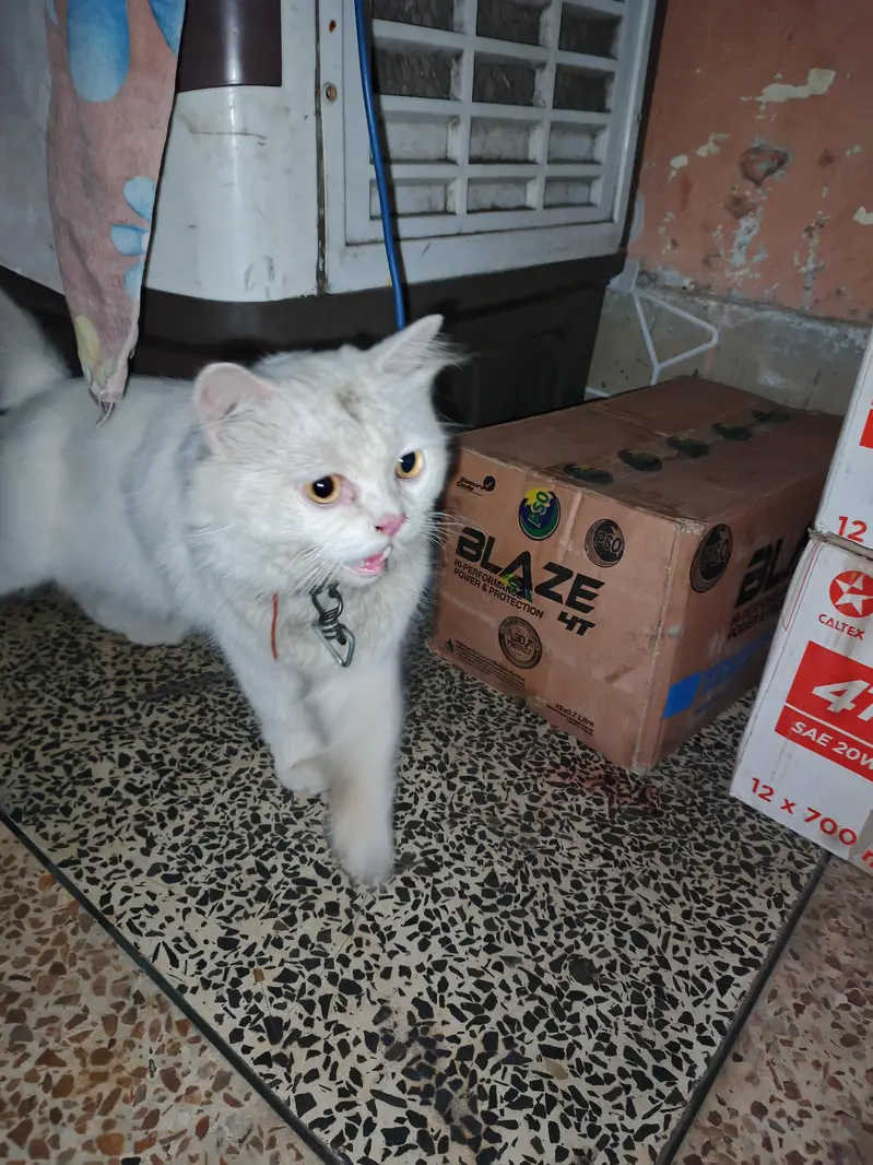 PERSIAN CAT 6 MONTH AGE THAILAND IMPORT FRIENDLY AND MANNERS FULL CAT — photo 3