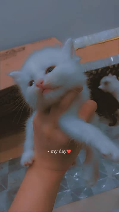 03177394272 whatappkitten available only serious buyer contact me