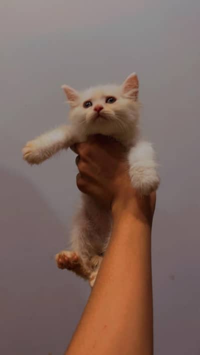 03177394272 whatappkitten available only serious buyer contact me