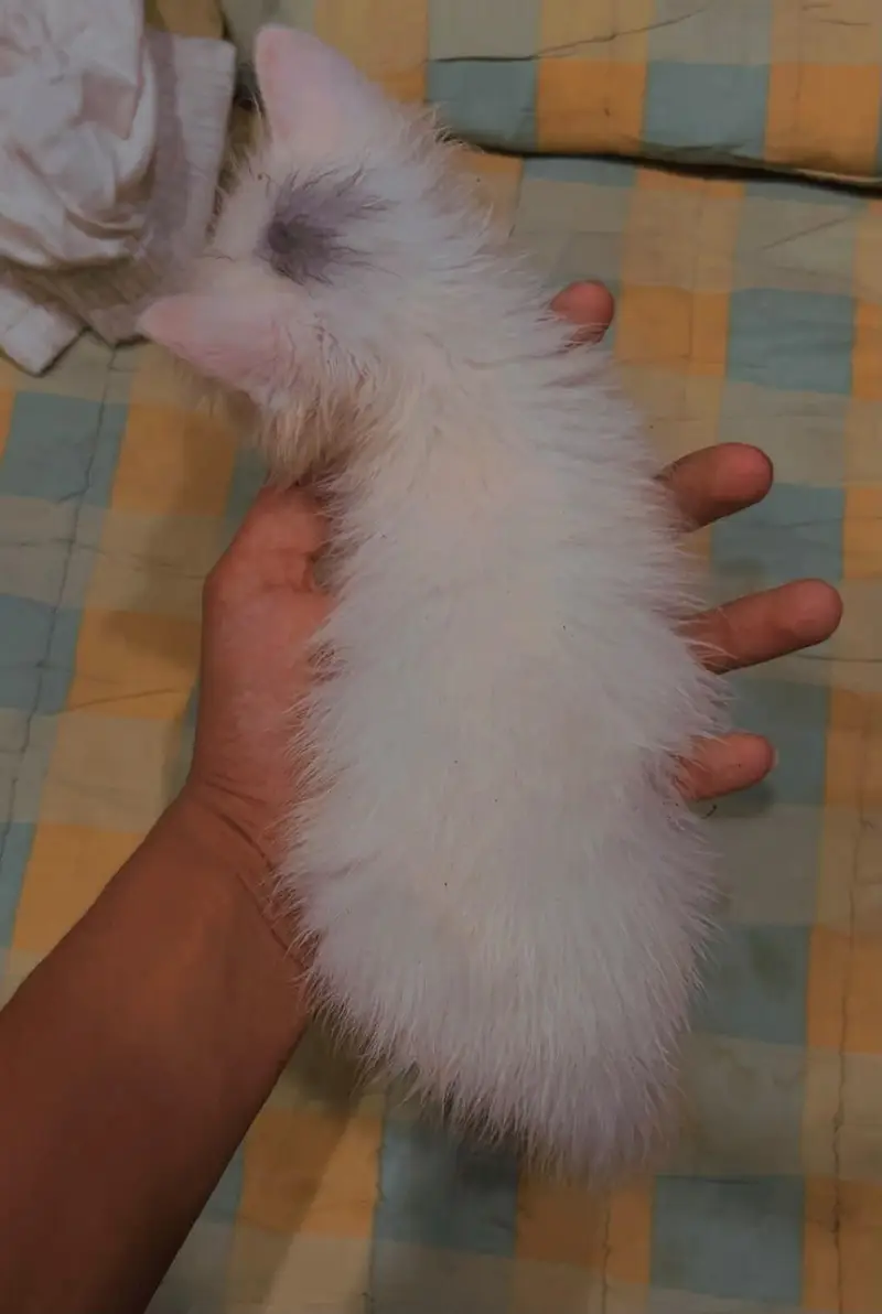 03177394272 whatappkitten available only serious buyer contact me — photo 3
