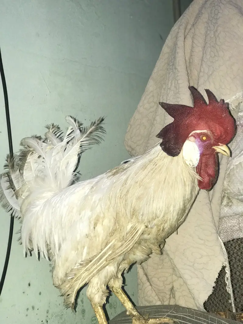 Farmi muruga urgent sale — photo 3