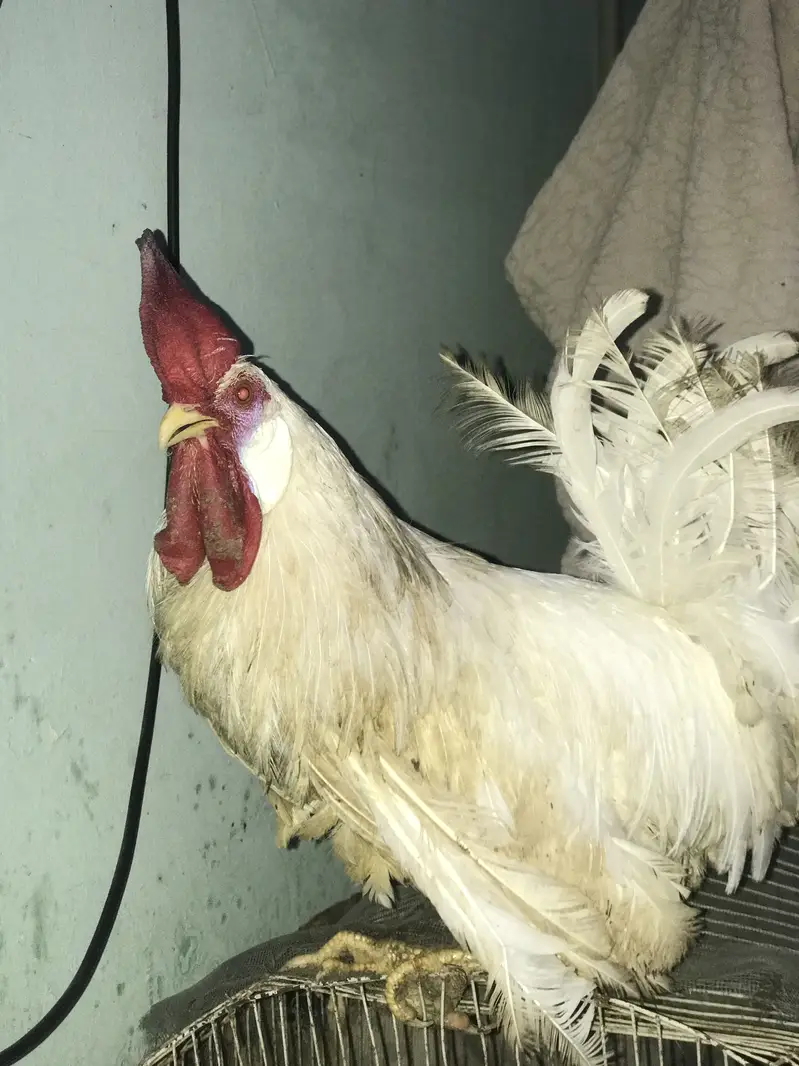 Farmi muruga urgent sale — photo 4