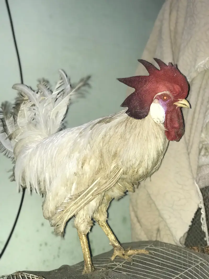 Farmi muruga urgent sale — photo 5