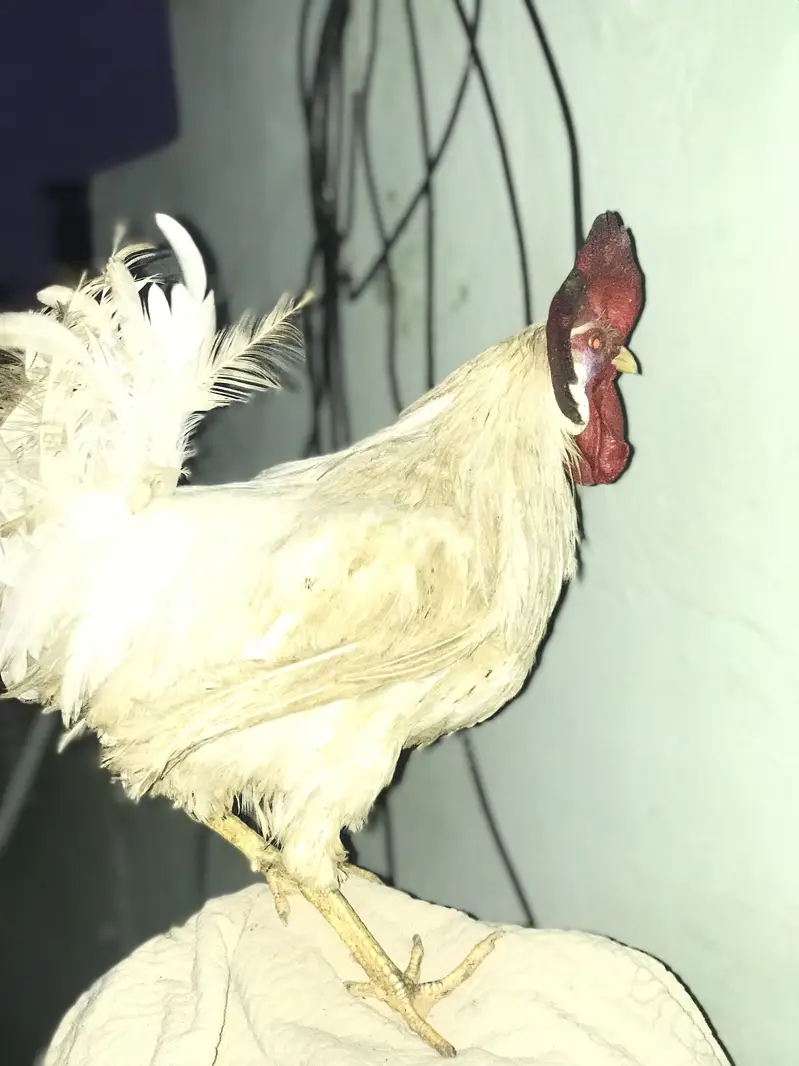 Farmi muruga urgent sale — photo 6