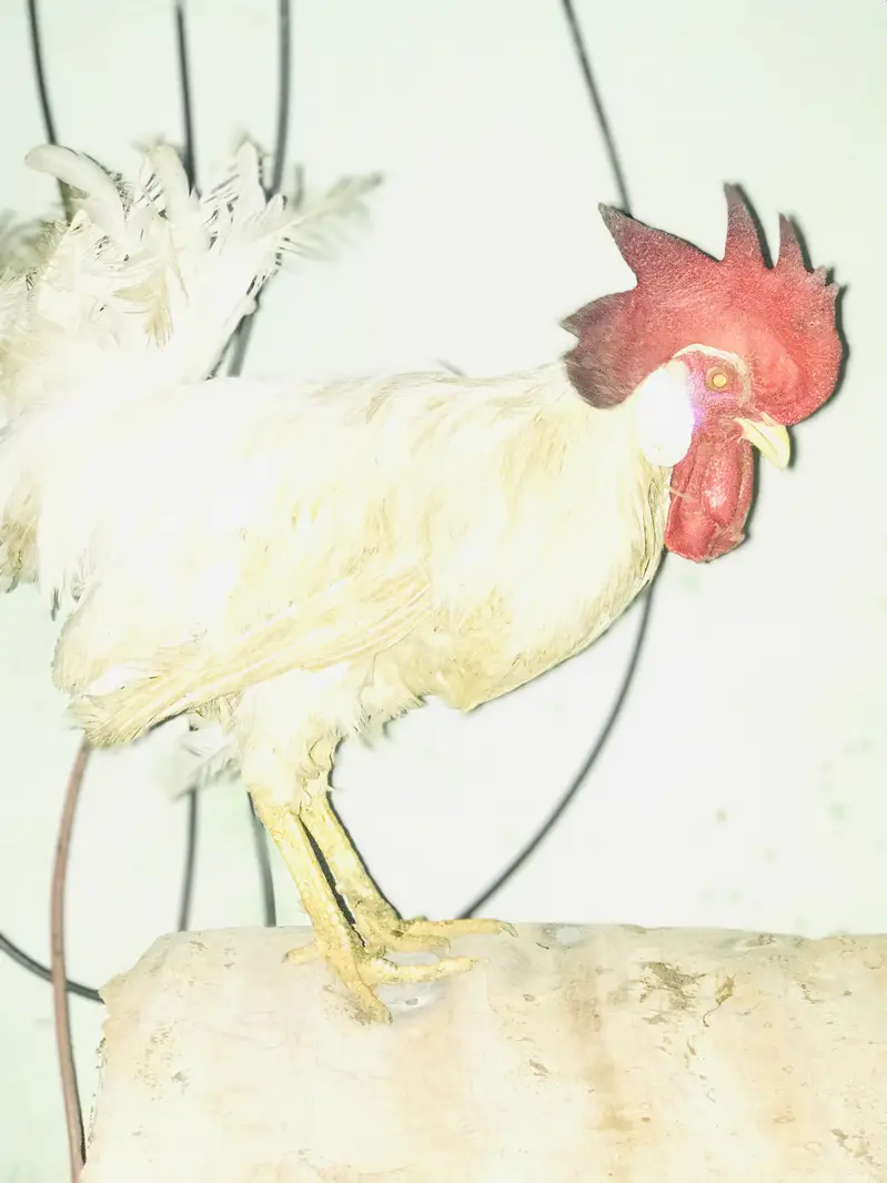 Farmi muruga urgent sale — photo 7