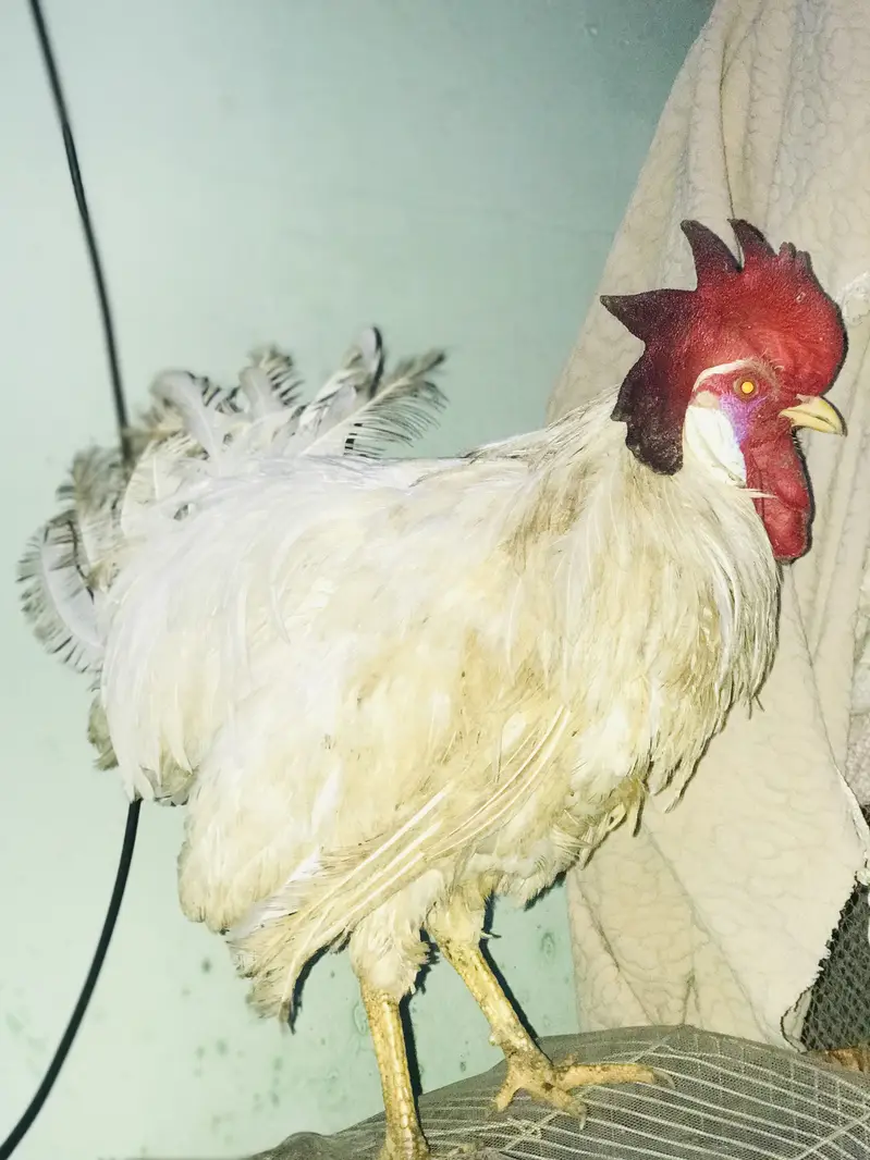 Farmi muruga urgent sale — photo 8