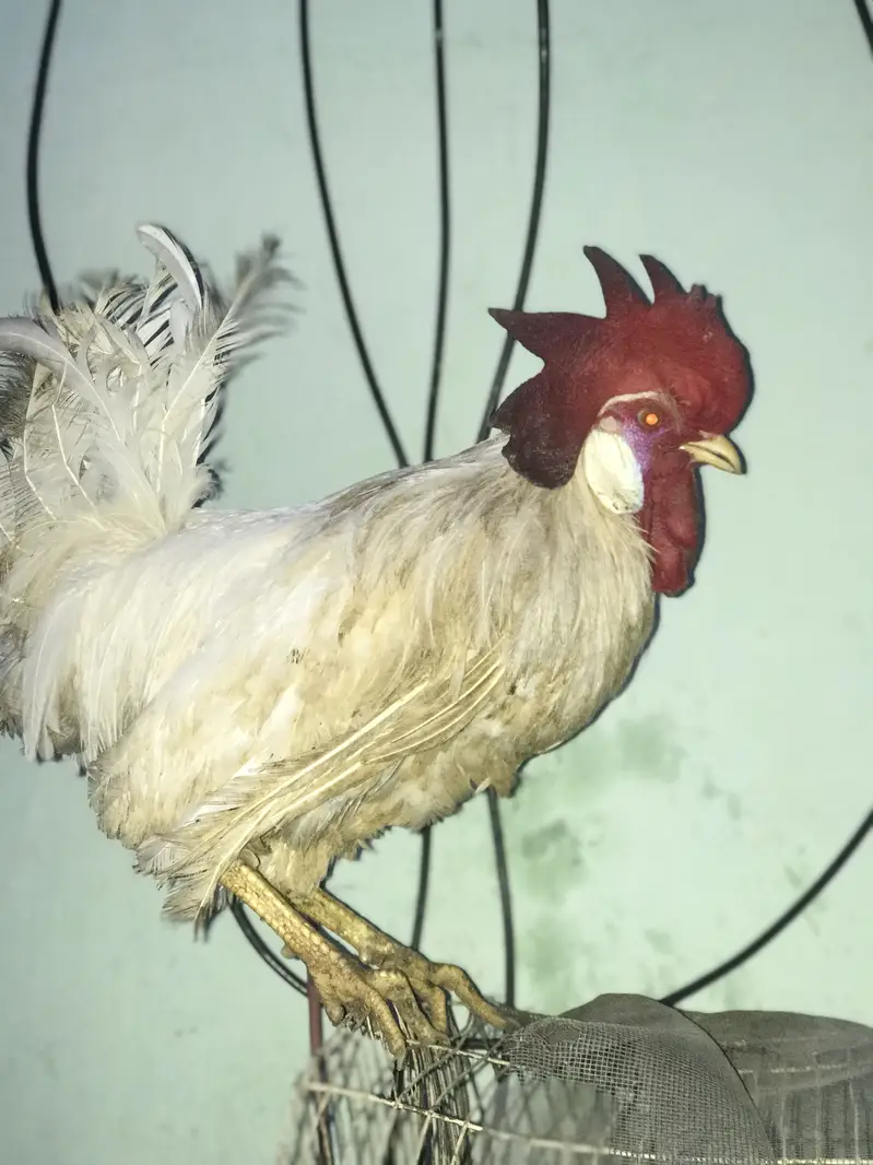 Farmi muruga urgent sale — photo 9