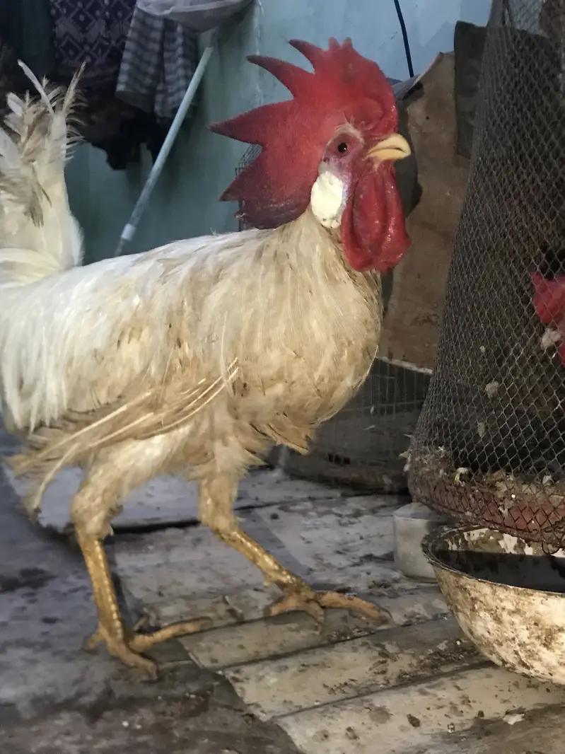 Farmi muruga urgent sale — photo 10