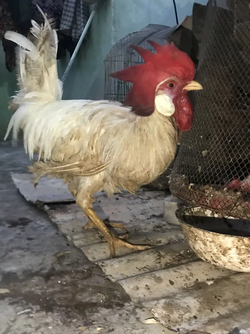 Farmi muruga urgent sale — photo 11