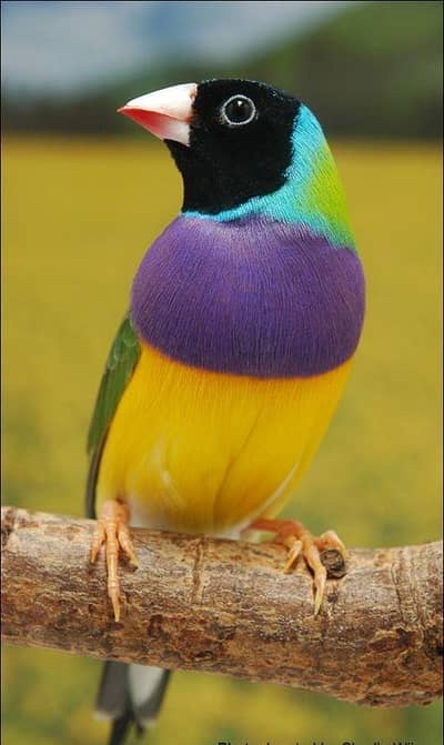 Gouldian Finch