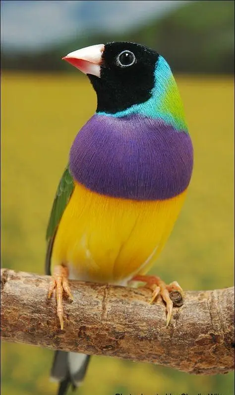 Gouldian Finch