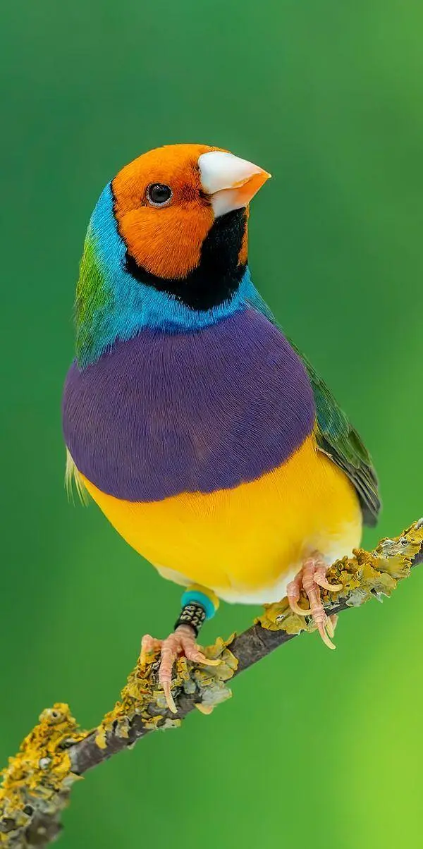 Gouldian Finch — photo 3
