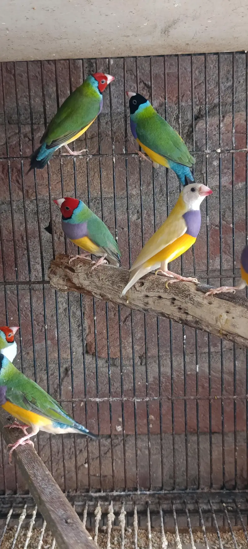 Gouldian Finch — photo 4