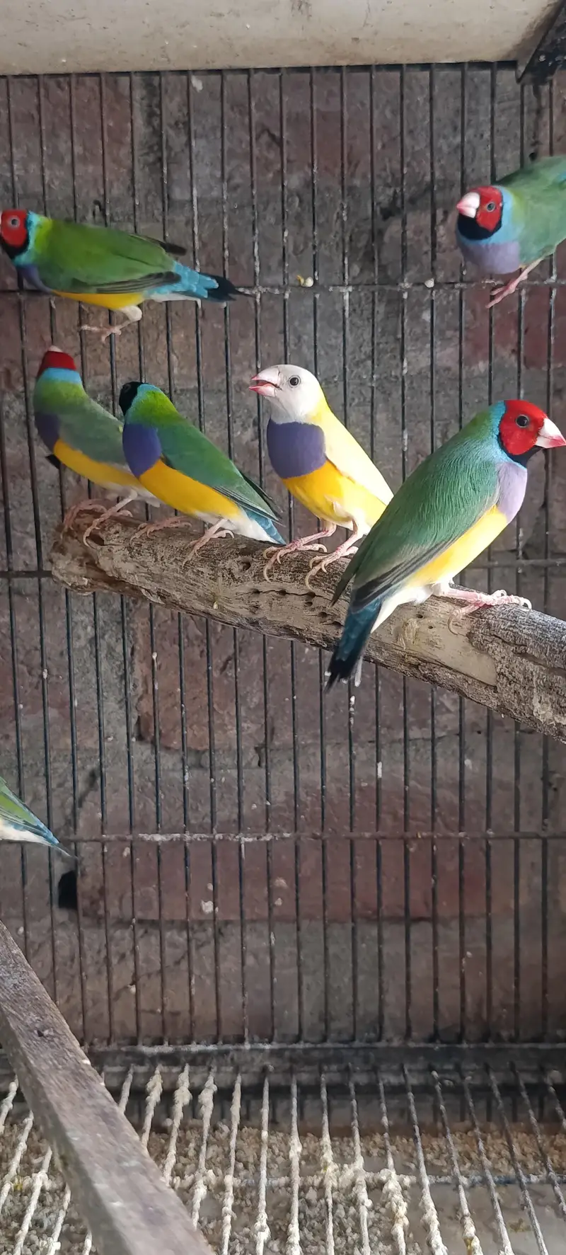 Gouldian Finch — photo 5