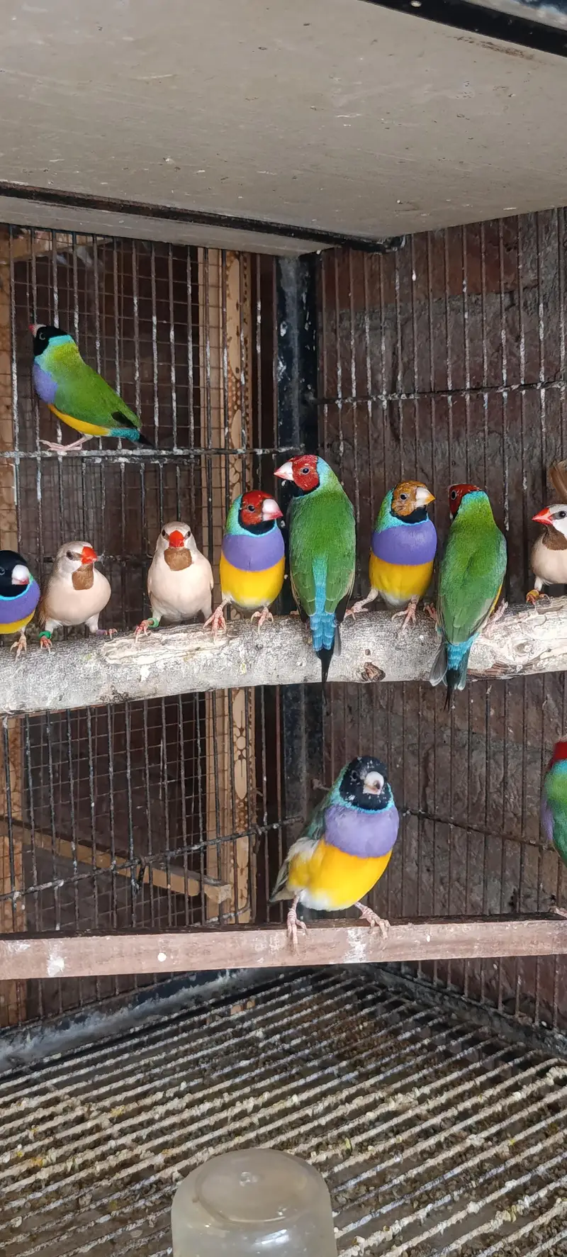 Gouldian Finch — photo 6