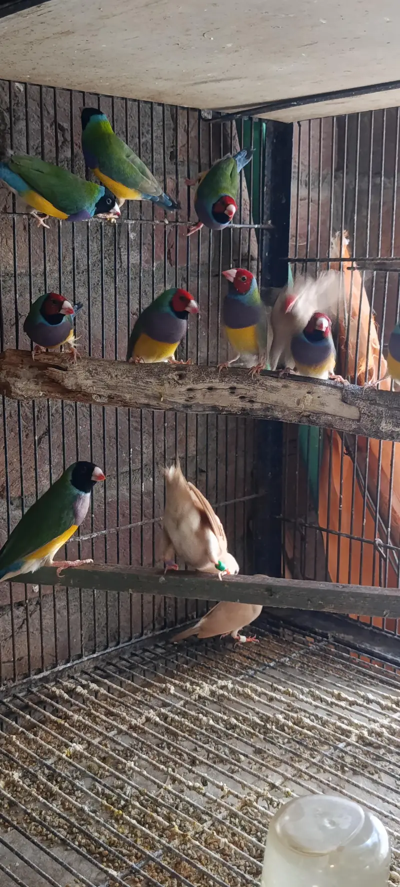 Gouldian Finch — photo 7