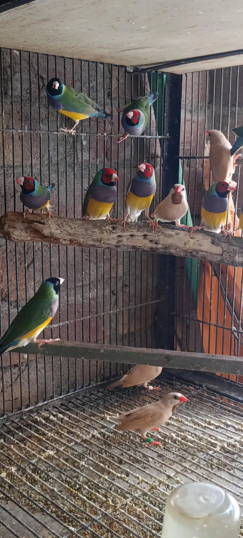 Gouldian Finch — photo 8