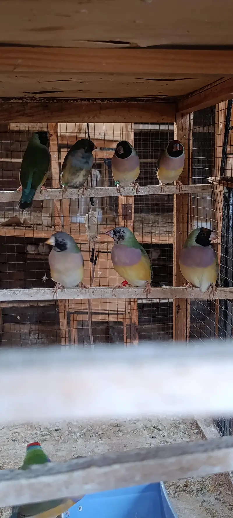 Gouldian Finch — photo 9