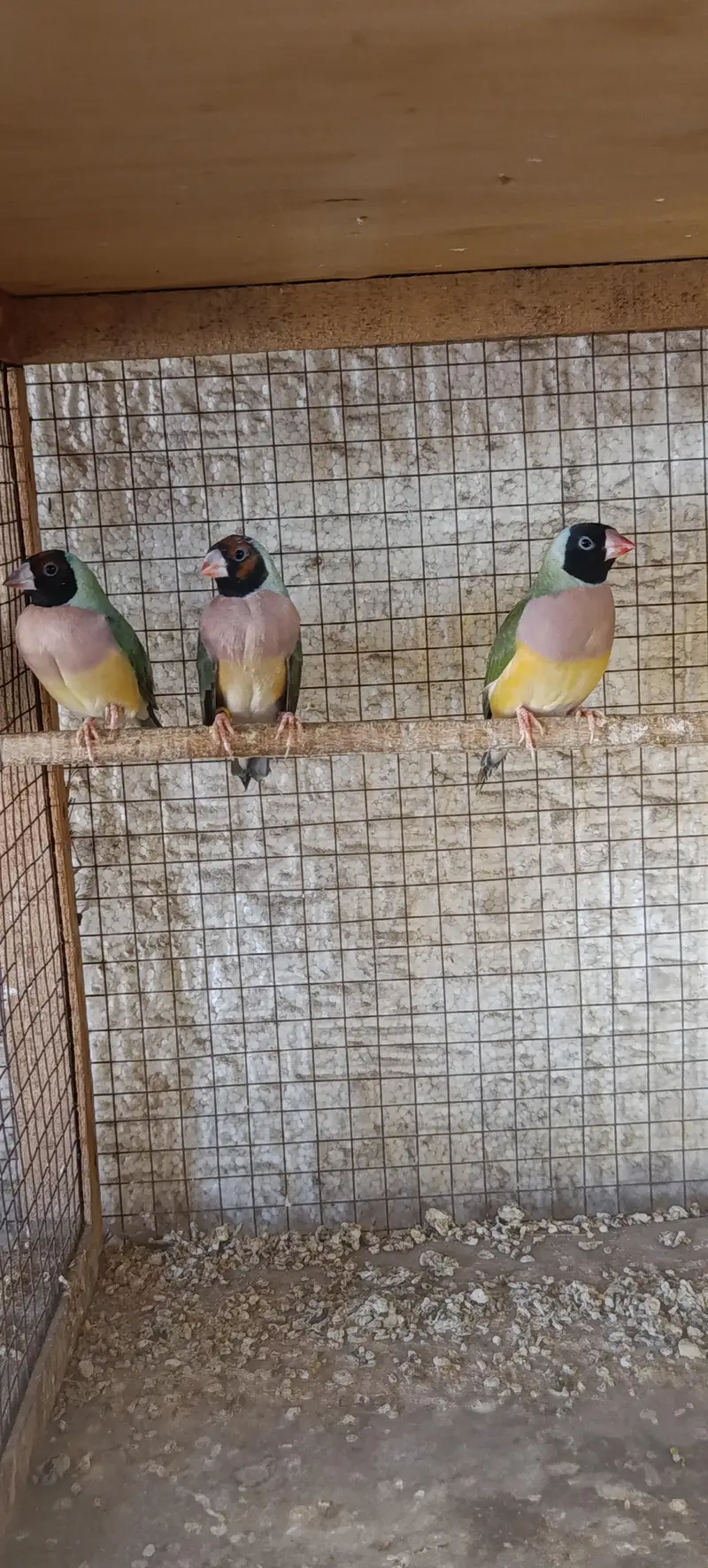 Gouldian Finch — photo 10