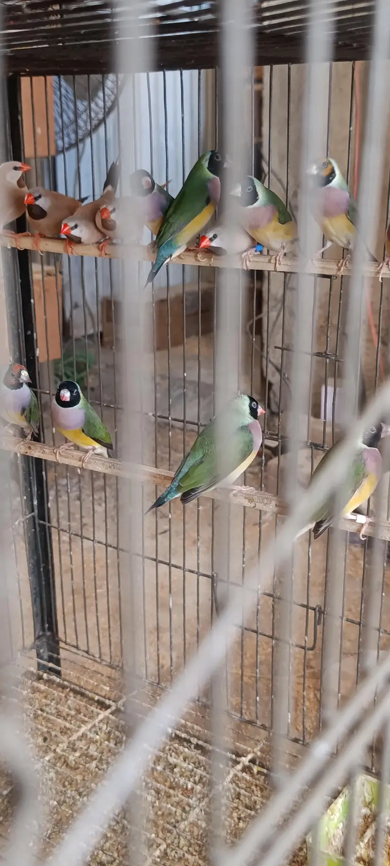 Gouldian Finch — photo 11