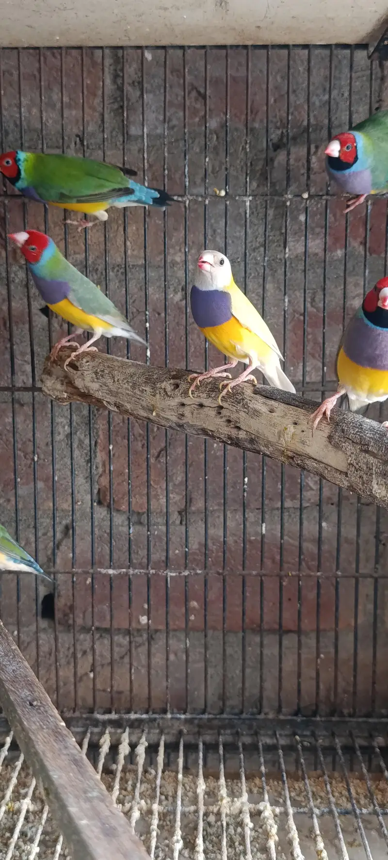 Gouldian Finch — photo 12