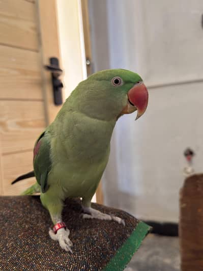 Raw Parrot